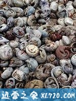 穿山甲:被捕杀最多的动物 Pangolins: The World's Most Wanted Animal (2018)