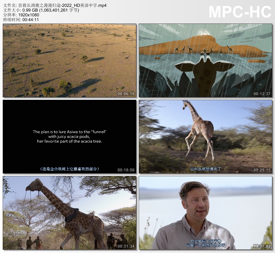 2022年美国纪录片《营救长颈鹿之漫漫归途》HD英语中字